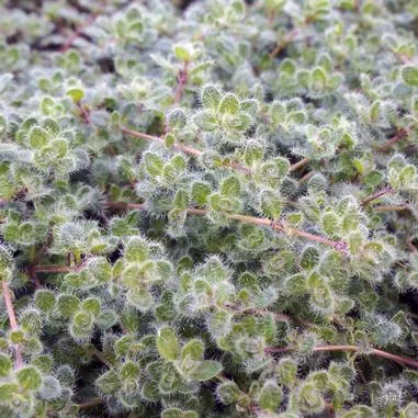 Thymus pseudolanuginosus
