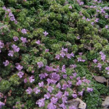 Thymus s. Elfin