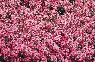 Thymus s. 'Magic Carpet'