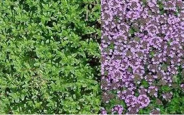 Thymus s. 'Pink Chintz' (18)ct Flat