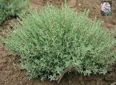 Thymus 'Spicy Orange' (10)ct Flat