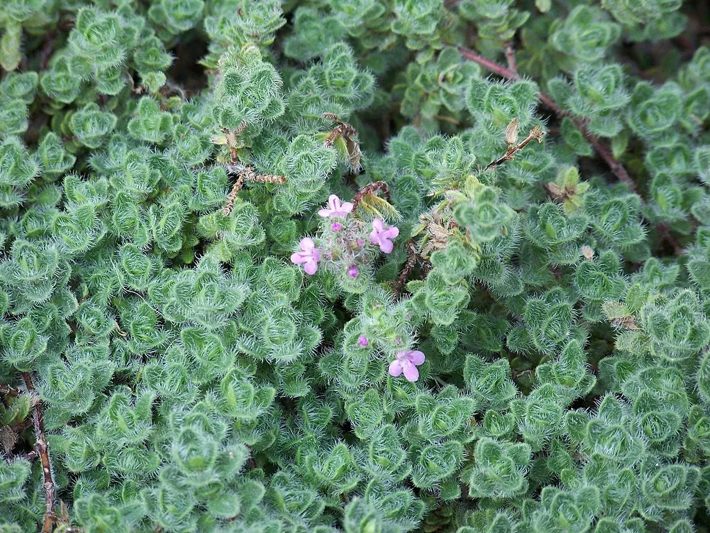 ThymusThyme "Wooly Thyme"