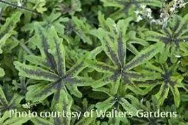 Tiarella 'Black Snowflake' PP13684 (30)ct Flat