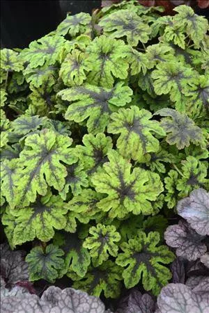 Tiarella 'Fingerpaint' PP28012 (30)ct Flat