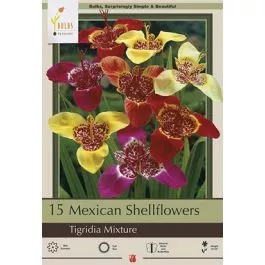 Tigridia Pavonia Mixture 15PK