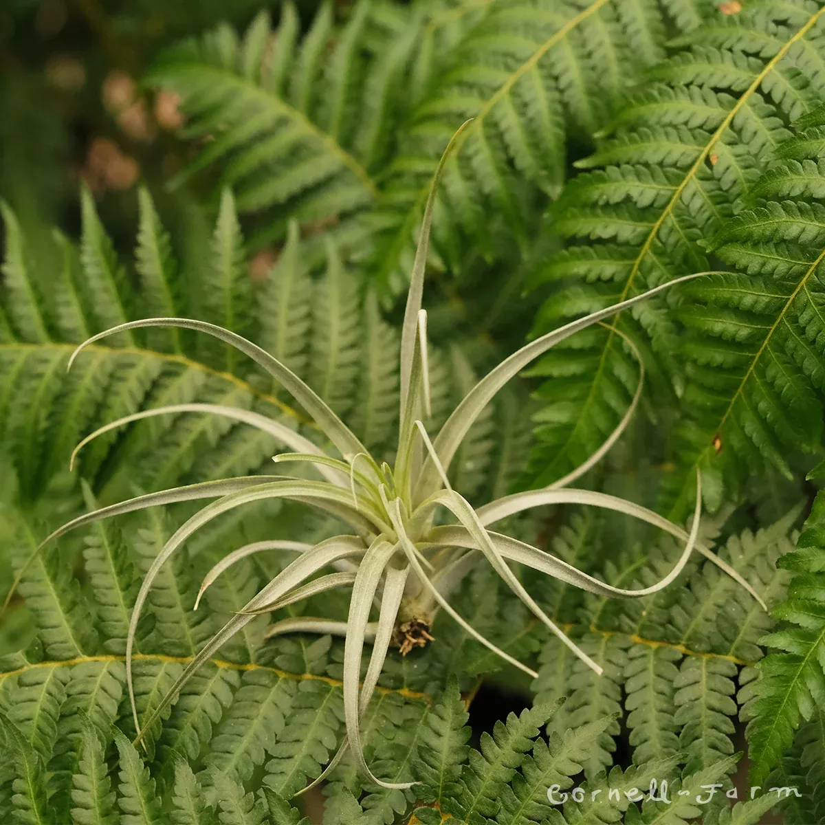 Tillandsia Concolor 9-10in
