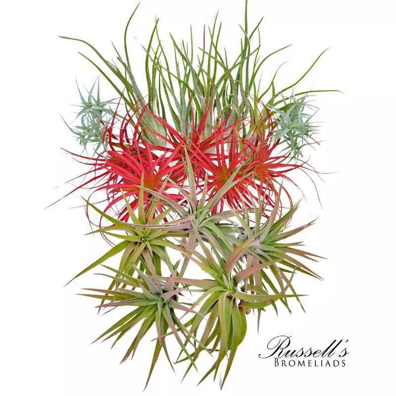 Tillandsia Large Assorted AST003