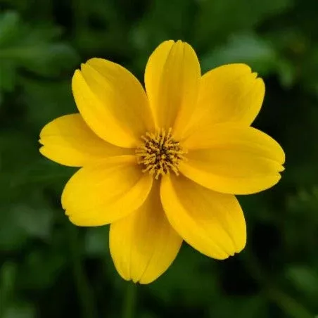 Timeless Golden Empire Bidens