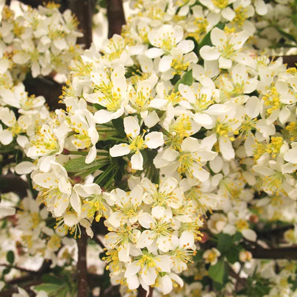 Tina Sargent Crabapple Tree – #25 Container