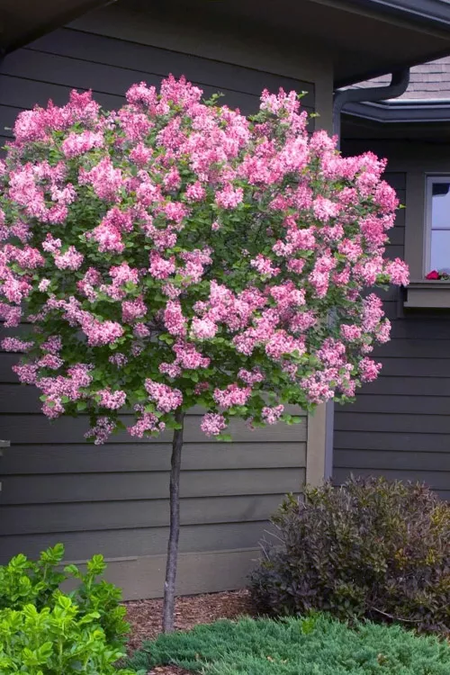 Tinkerbelle Lilac Tree (Single Trunk) - 7 Gallon Pot
