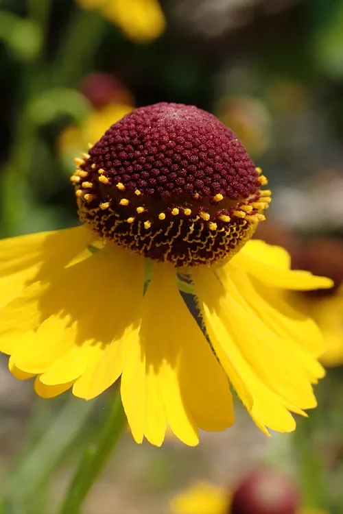 Tiny Dancer Helen's Flower (Helenium) - 1 Gallon Pot
