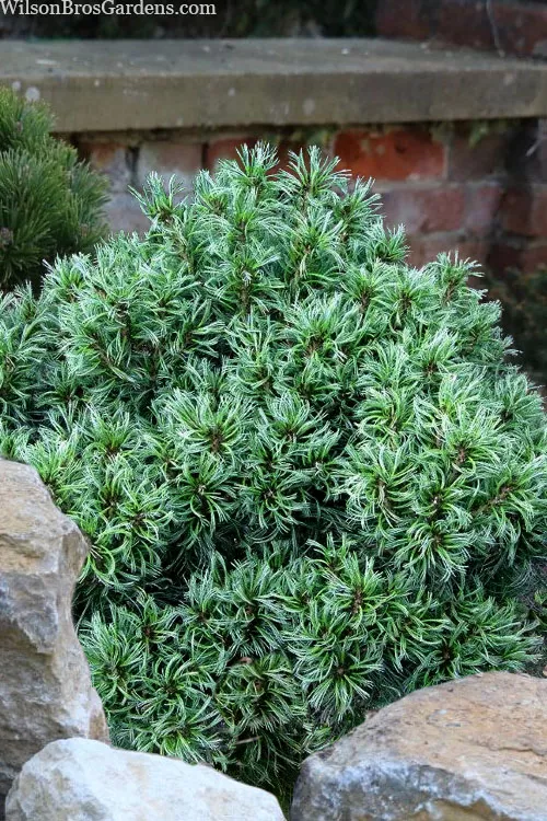 Tiny Kurls Dwarf Eastern White Pine - 1 Gallon Pot