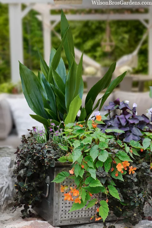 Tiny Tank Dwarf Cast Iron Plant - 3 Gallon Pot