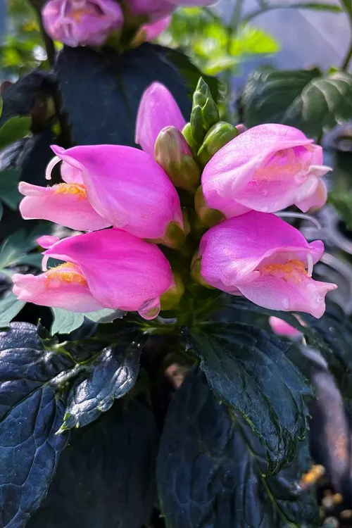 Tiny Tortuga Pink Turtlehead (Chelone) - 1 Gallon Pot