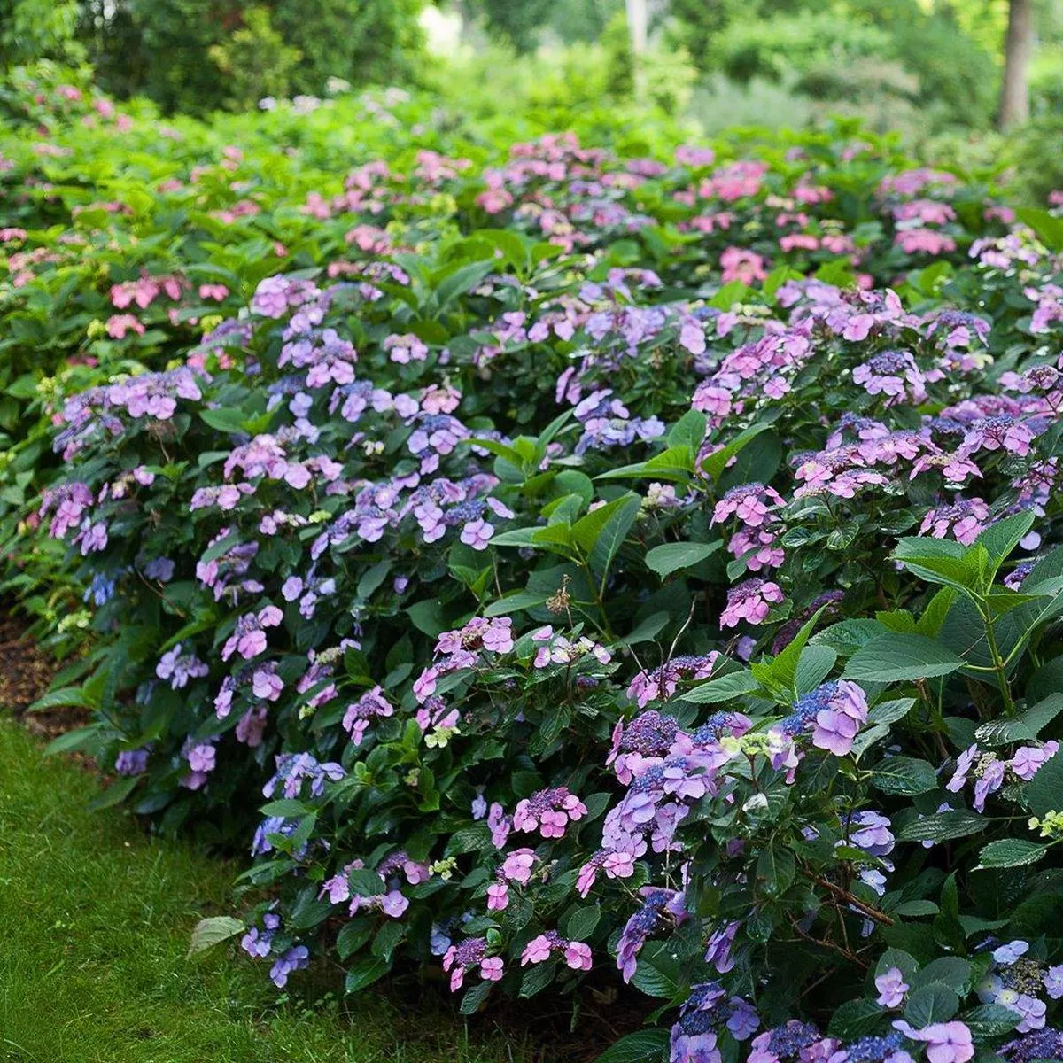 Tiny Tuff Stuff Mountain Hydrangea PW