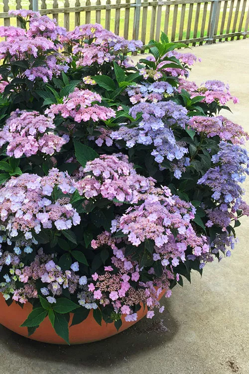 Tiny Tuff Stuff Reblooming Mountain Hydrangea - 1 Gallon Pot