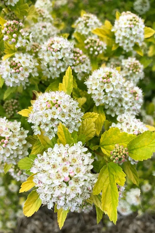 Tiny Wine Gold Ninebark (Physocarpus) - 1 Gallon Pot