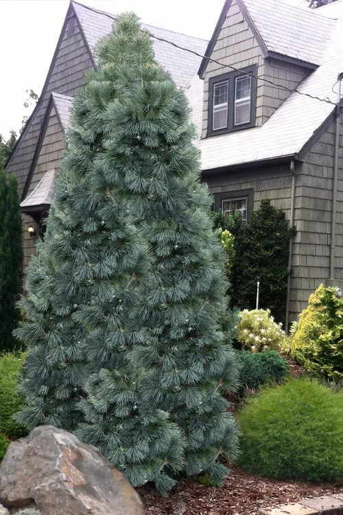 Tip Top Dwarf Columnar Swiss Stone Pine (Pinus cembra) - 5 Gallon Pot