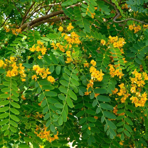 Tipu Tree – 15 Gallon ( 5 – 6 ft. )