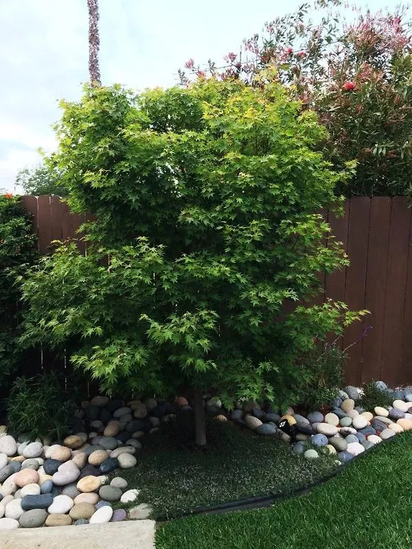 Tobiosho Japanese Maple