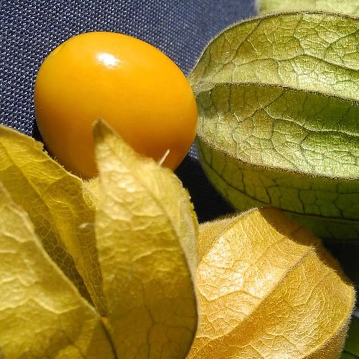 Tomatillo – Ground Cherry seeds