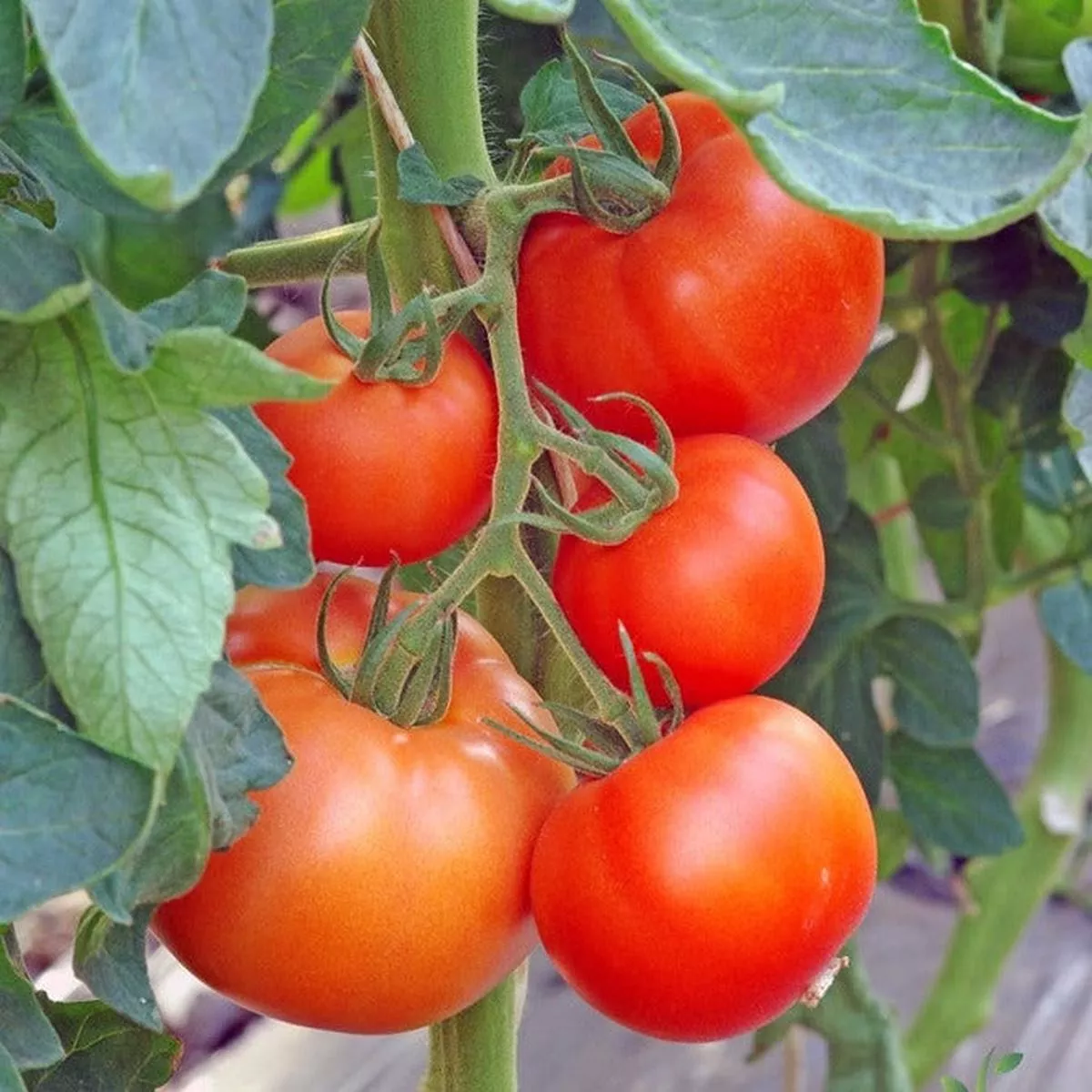 Tomato – Abraham (Abe) Lincoln (Indeterminate) seeds