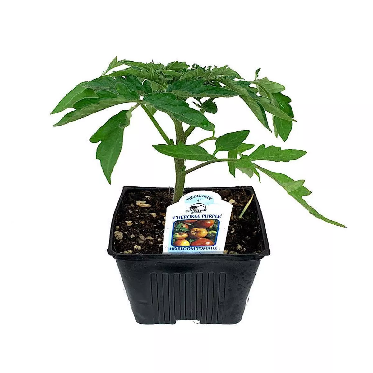 Tomato - Cherokee Purple