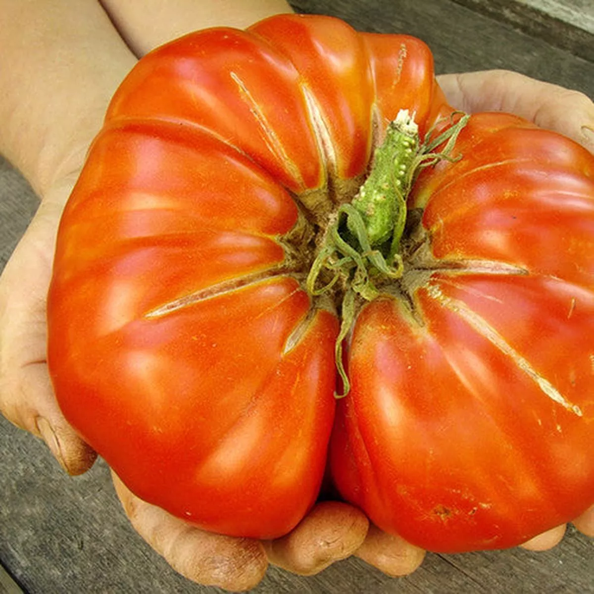 Tomato – Delicious (Indeterminate) seeds