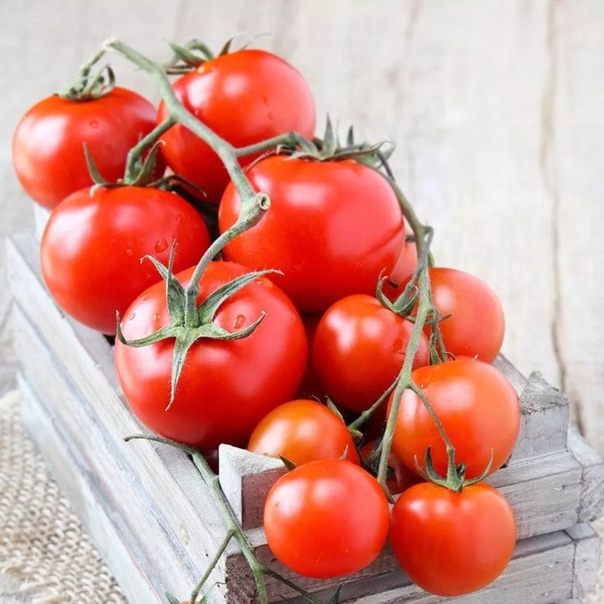 Tomato – Money Maker (Indeterminate) seeds