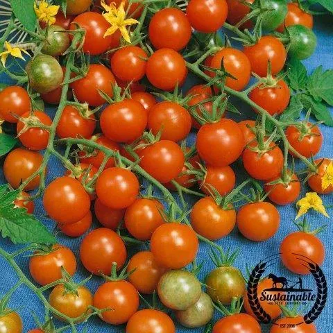 Tomato - Sweetie Cherry