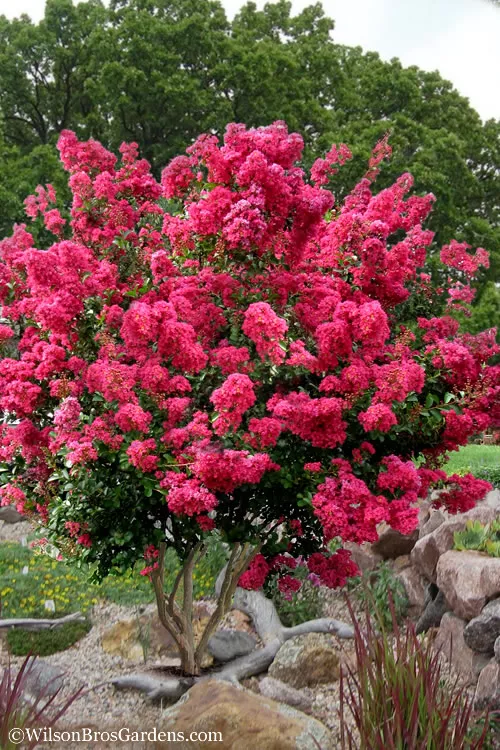 Tonto Red Crape Myrtle - 3 Gallon Pot (3-4')