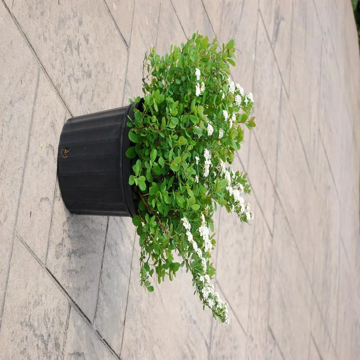Tor Birchleaf Spirea