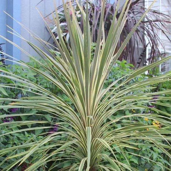 Torbay Dazzler Cordyline – #1 Container