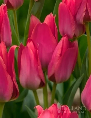 Toronto Bunch Flowering Tulip