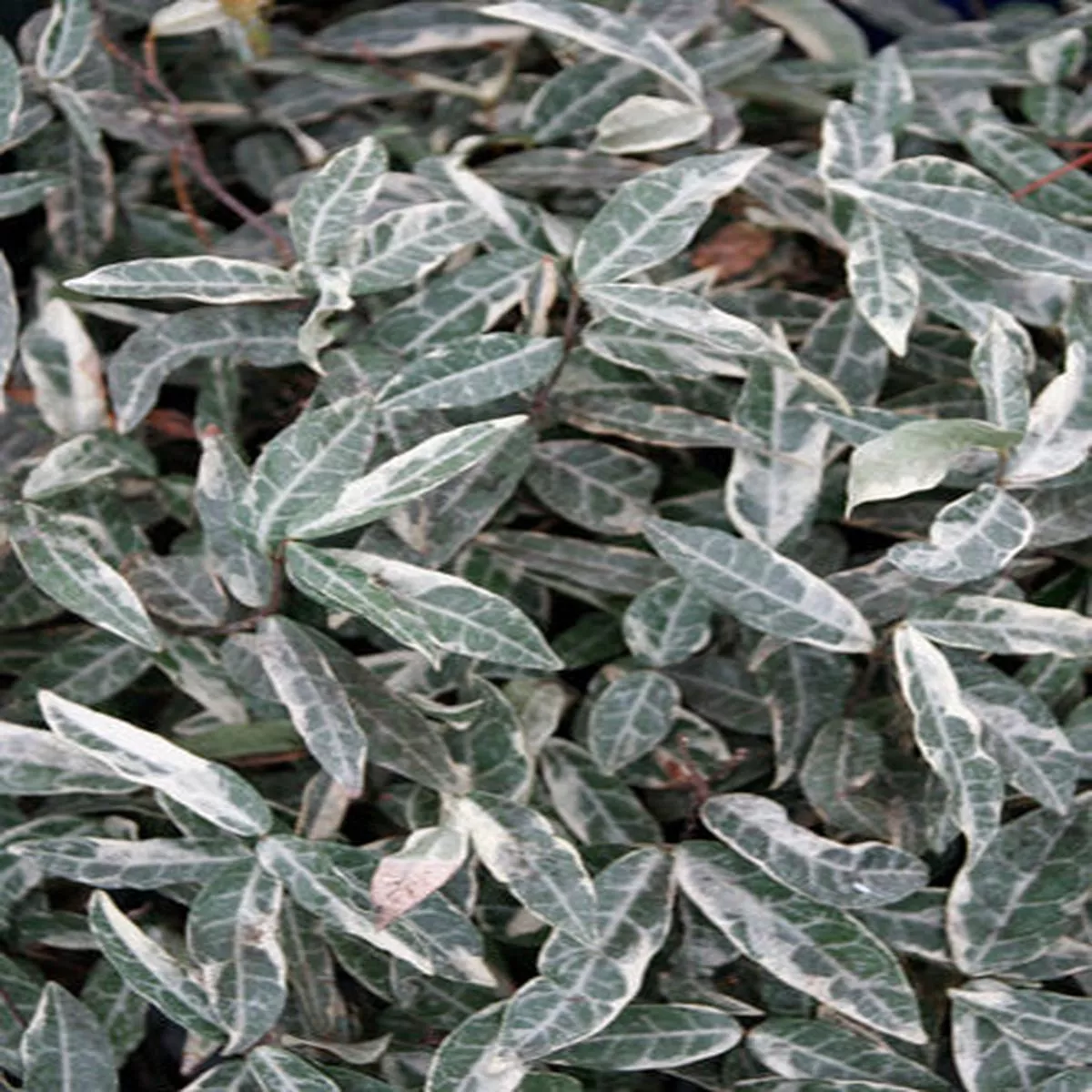 Trachelospermum asiaticum’Variegatum ’