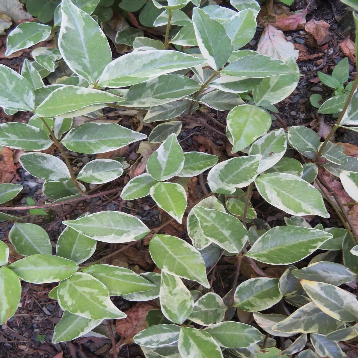 Trachelospermum jasminoides’Variegatum ’