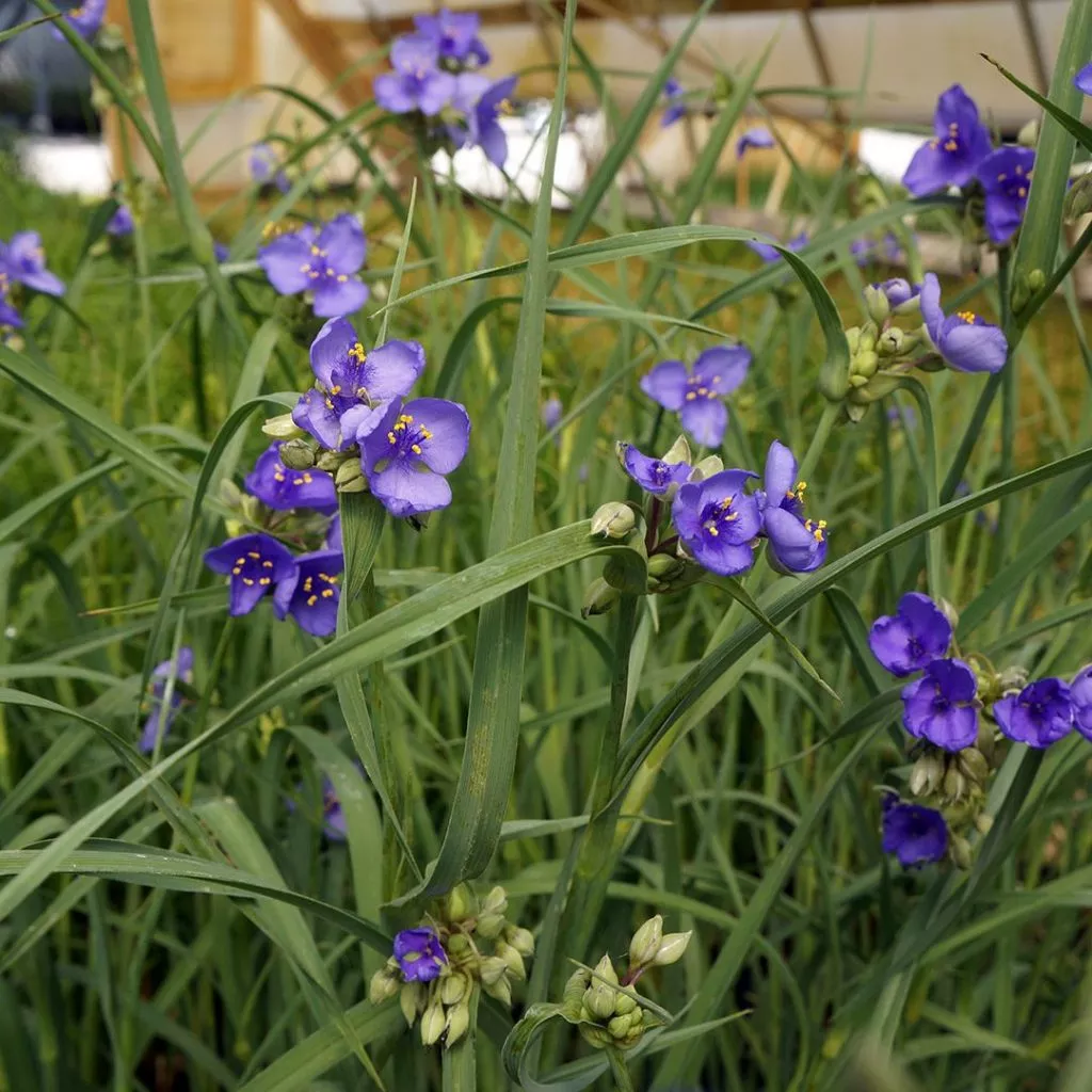 Tradescantia ohiensis