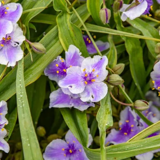 Tradescantia 'Webmaster' PPAF - One Quart Pot