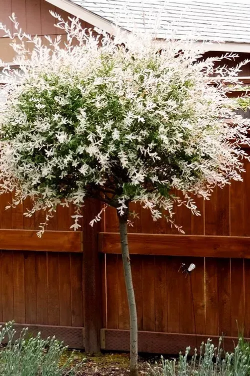 Tri Color Dappled Willow – Tree Form