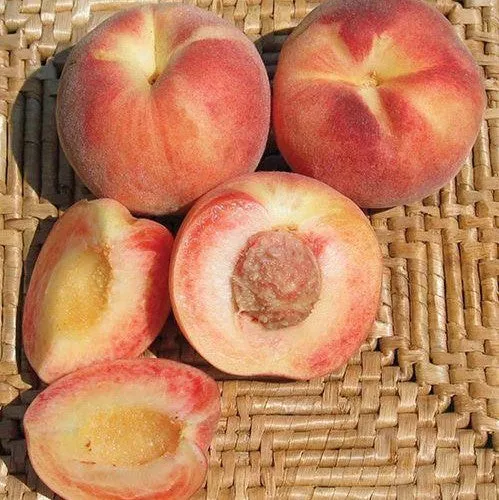 Tri-Lite Peach-Plum Tree