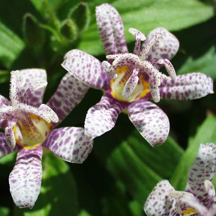 Tricyrtis hirta ‘Miyazaki Hybrids’