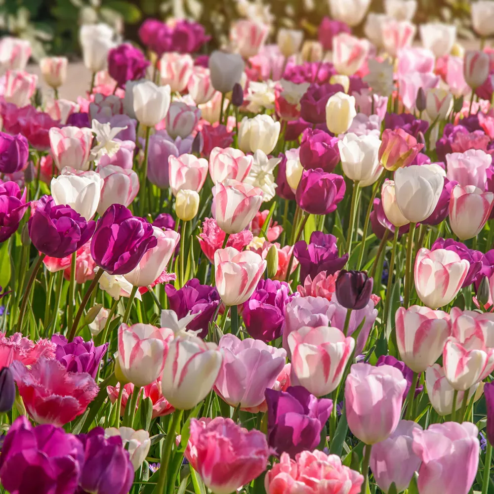 Triple Goddess Tulip Trio
