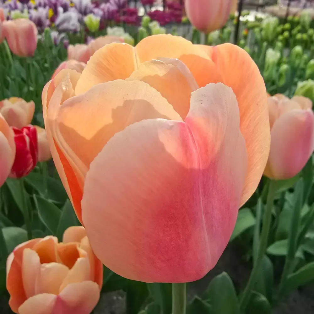 Triumph Tulip Expression