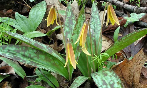 Trout Lily