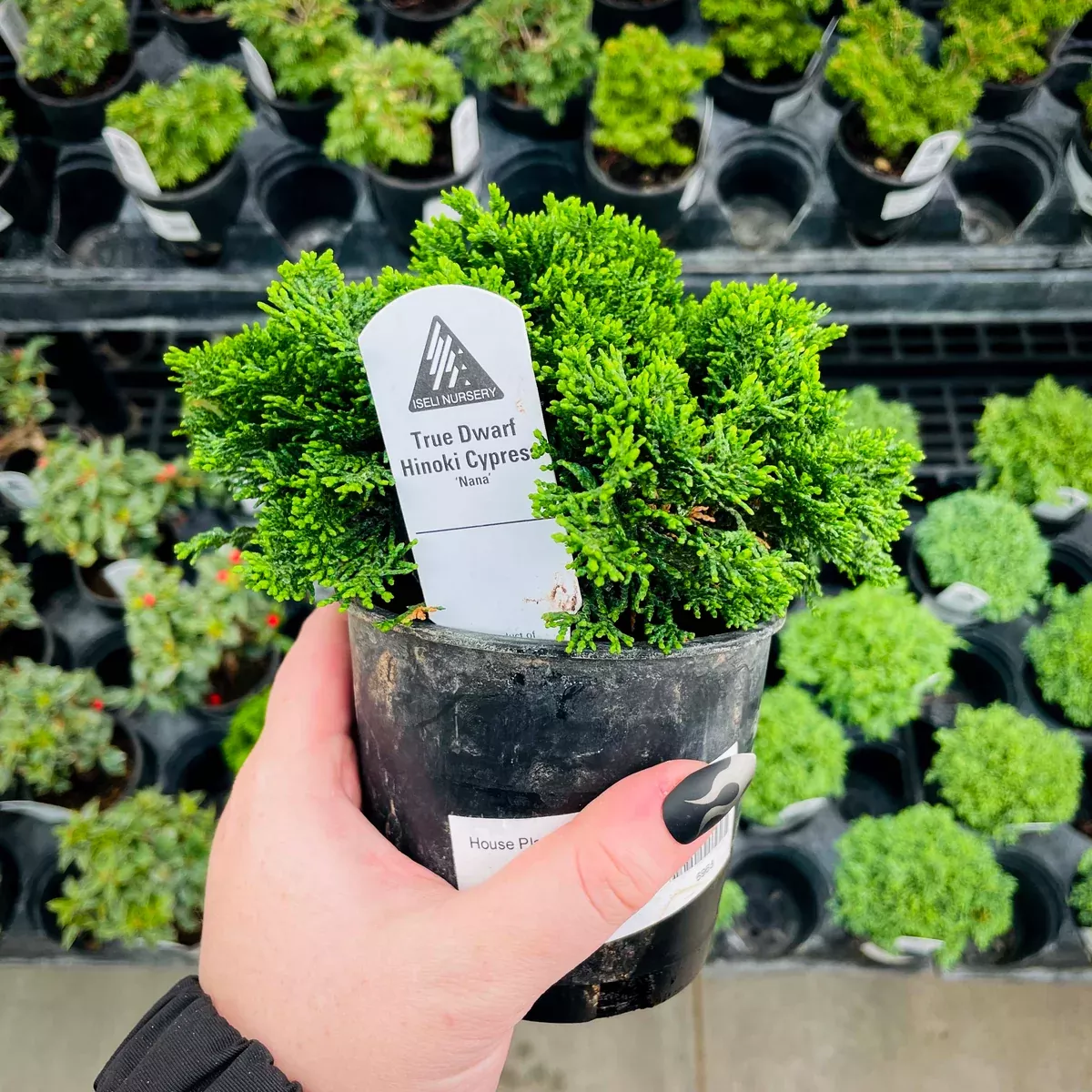 True Dwarf Hinoki Cypress