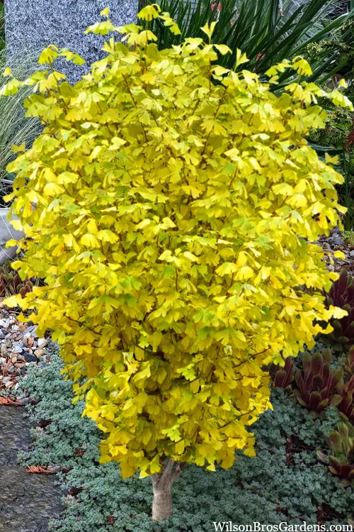 Tschi Tschi (Chi Chi) Dwarf Ginkgo Tree - 2 Gallon Pot