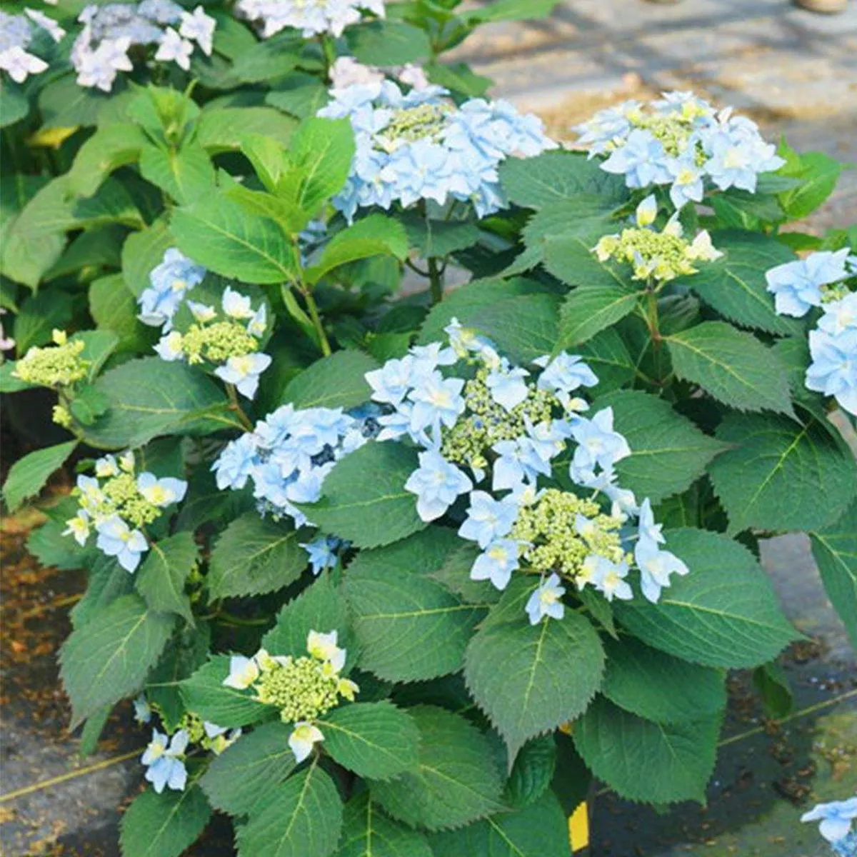Tuff Stuff Ah-Ha Mountain Hydrangea PW