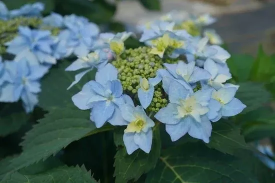 Tuff Stuff AhHa Reblooming Mountain Hydrangea