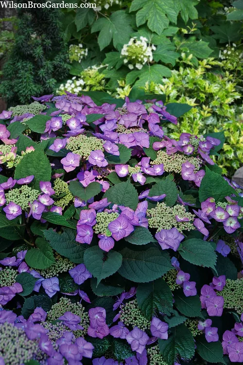 Tuff Stuff Top Fun Reblooming Mountain Hydrangea - 1 Gallon Pot