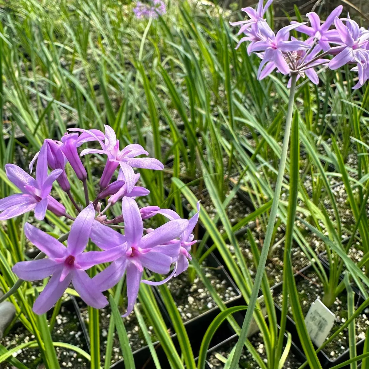 Tulbaghia violacea’Oro Verde ’